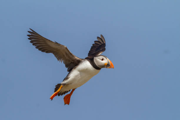 istock papegaaiduiker, puffin, Fratercula arctica 1214018280