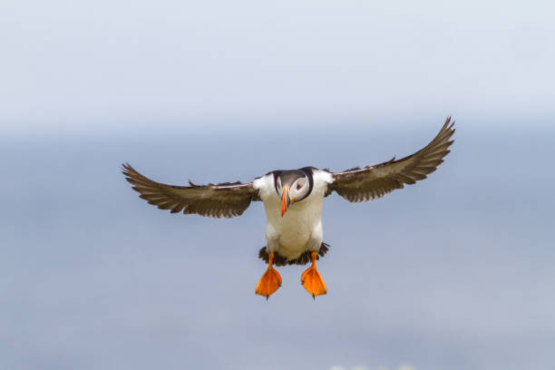istock papegaaiduiker, puffin, Fratercula arctica 1214018548