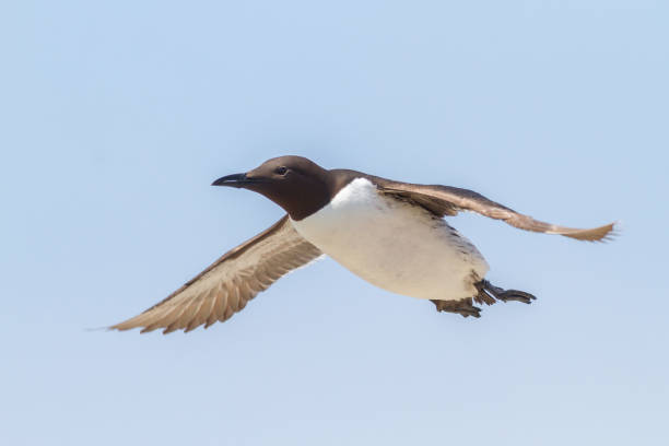 istock Uria aalge, common guillemot, common murre, zeekoet 1214018686