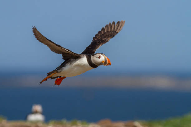 istock papegaaiduiker, puffin, Fratercula arctica 1214018847