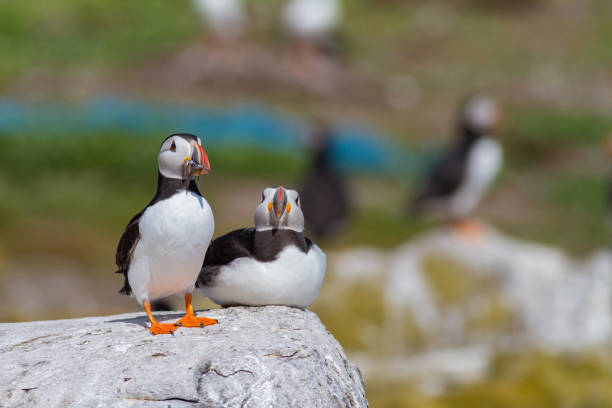 istock papegaaiduiker, puffin, Fratercula arctica 1214018985