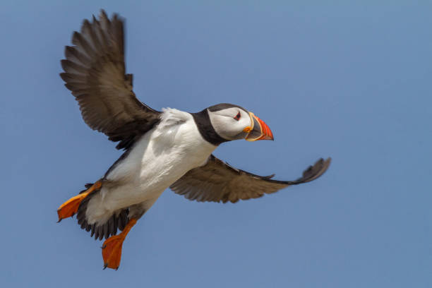 istock papegaaiduiker, puffin, Fratercula arctica 1214018998