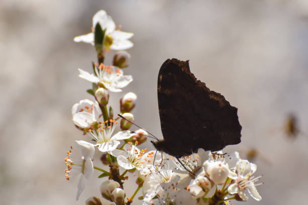 istock European peacock butterfly feeding on white blossoms 1214019023