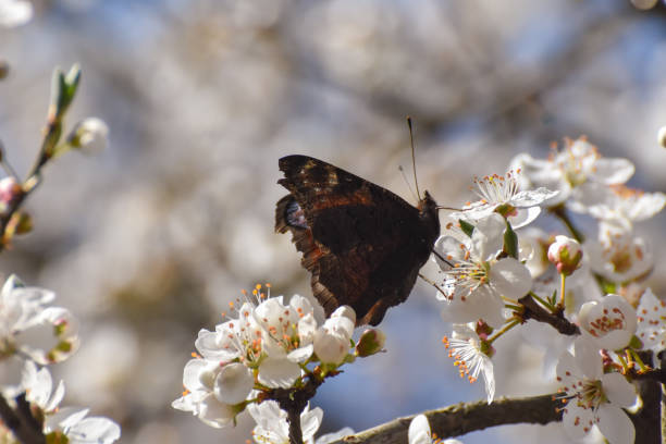 istock European peacock butterfly feeding on white blossoms 1214019099