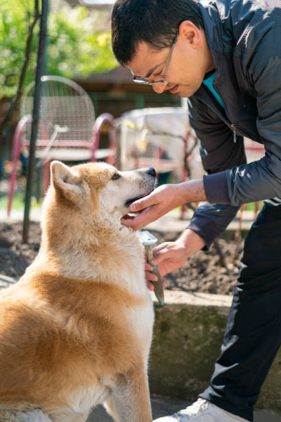 istock Man grooming orange Akita dog 1214020338