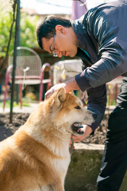 istock Man brushing yellow Akita dog 1214020346