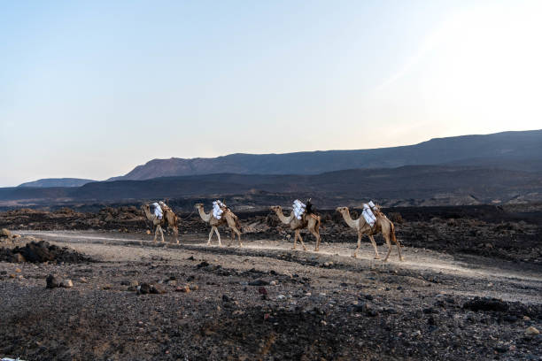 塩を積んだラクダキャラバンはアサル湖を去る - djibouti ストックフォトと画像