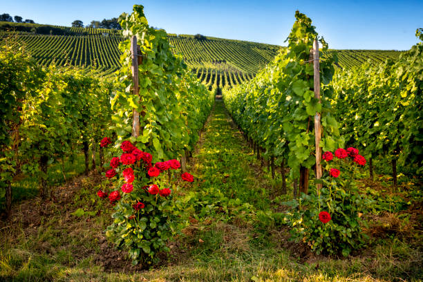 colline ricoperte di vigneti con rose alla base delle viti, nella regione vinicola della borgogna, francia - france scenics europe alsace foto e immagini stock