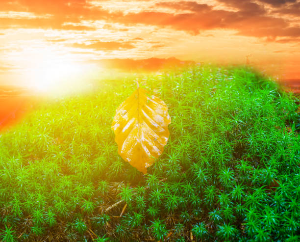 istock closeup green moss in a light of red evening  sun 1214023208
