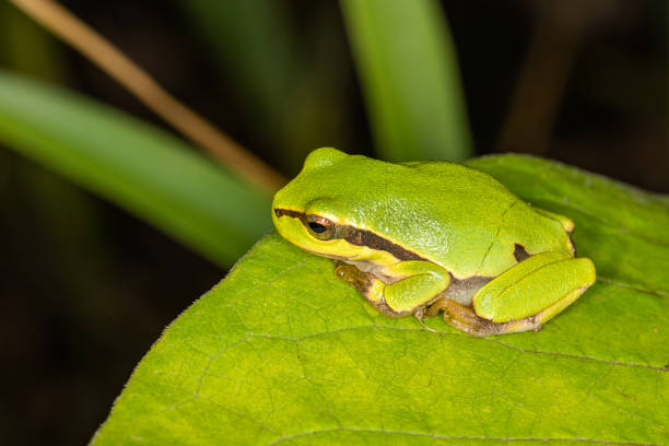 istock Green frog on leaf. A frog hides in a plant 1214023306