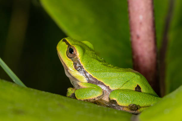 istock Green frog on leaf. A frog hides in a plant 1214023500