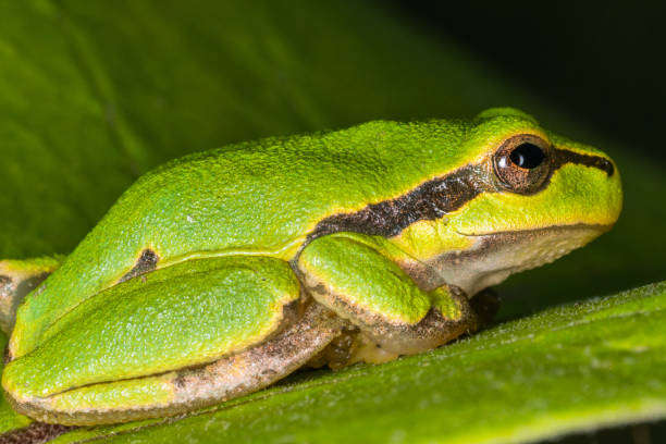 istock Green frog on leaf. A frog hides in a plant 1214023622