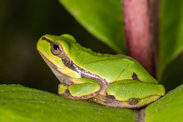 istock Green frog on leaf. A frog hides in a plant 1214023623