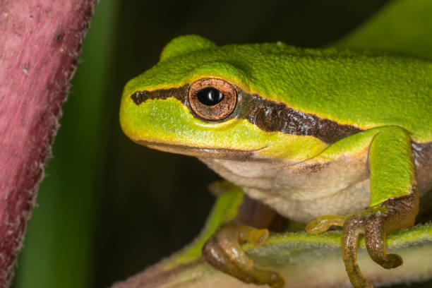istock Green frog on leaf. A frog hides in a plant 1214023698