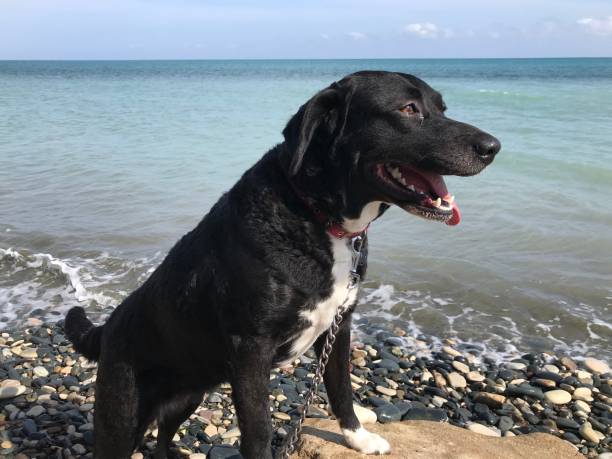 istock Black dog by the sea 1214026939