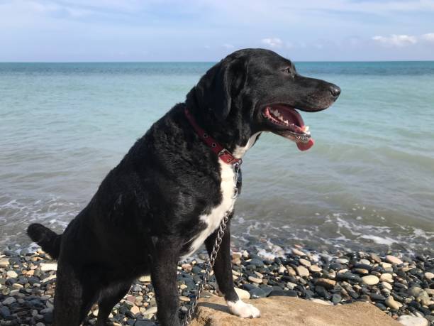 istock Black dog by the sea 1214026953