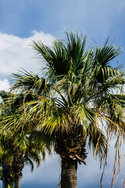istock Colors of Cyprus 1214026958