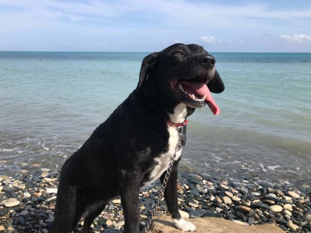 istock Black dog by the sea 1214026971