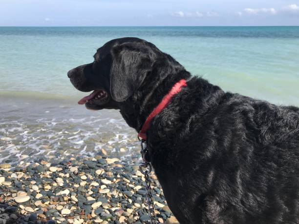 istock Black dog by the sea 1214026994