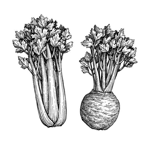 Ink sketch of celery Celery with stalks, greens and root. Ink sketch isolated on white background. Hand drawn vector illustration. Retro style. Celeriac stock illustrations