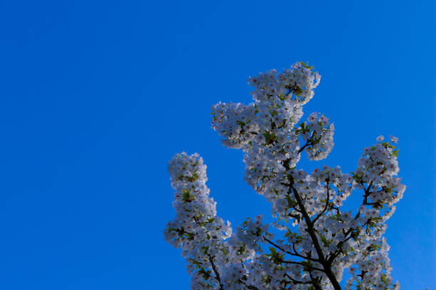 Japanese cherry trees (Prunus serrulata) in full blossom during spring time in Maastricht under a clear blue sky