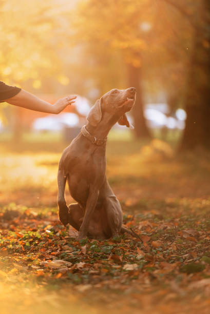 istock weimaraner dog leaning away from touch outdoors 1214029134