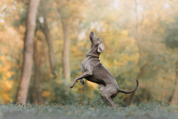 weimaraner dog in a collar jumping up outdoors weimaraner dog jumping up outdoors in autumn weimaraner dog animal domestic animals stock pictures, royalty-free photos & images