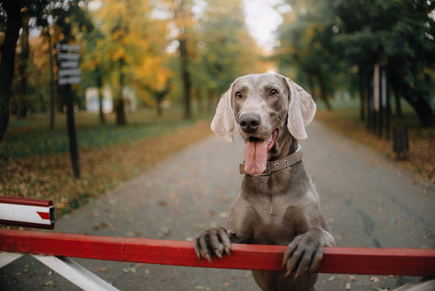 weimaraner dog standing with paws on the fence in the park