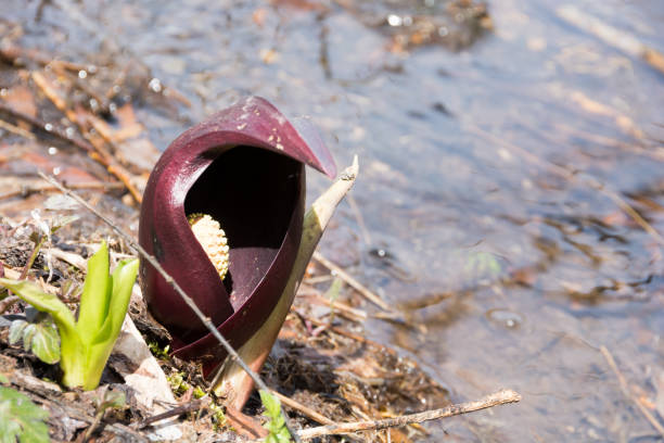Flower of the spring moor \