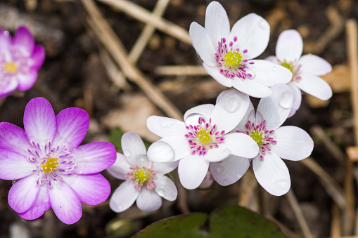 White and pink spring flowers \