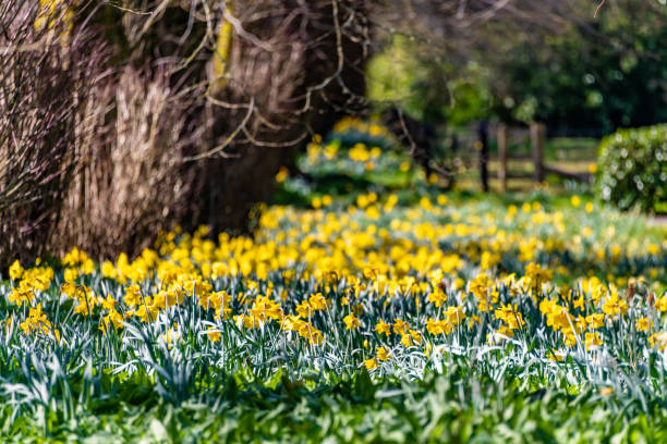 Spring flowers, daffodils at Avenham and Miller Park, Preston