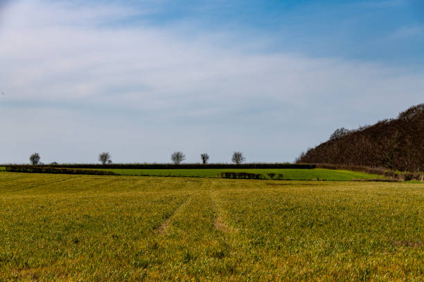 istock Tractor trails in a field of crops 1214030614
