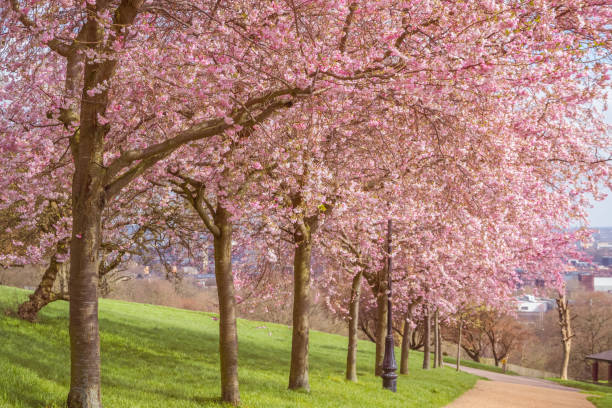 istock Springtime, cherry blossoms at Alexandra Park in London 1214032155