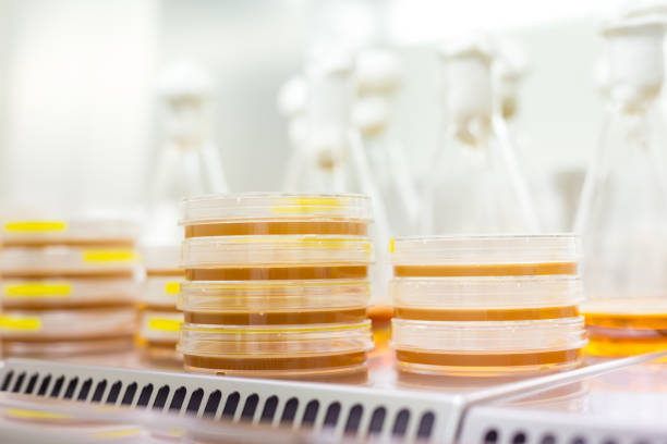 ученый, выращивая бактерии в чашках петри на агар-геле в рамках научного эксперимента. - agar jelly стоковые фото и изображения