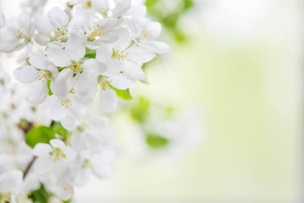 白いリンゴの木の花 - flower tree white apple tree ストックフォトと画像