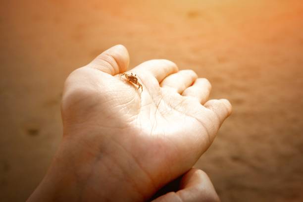 istock Girl holding crab in hands 1214033398