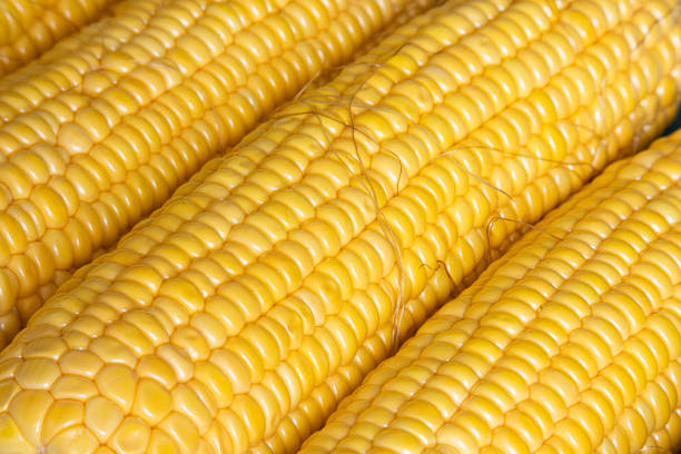 Sweetcorn, Corn on the Cob with Silk, Husk Freshly Peeled