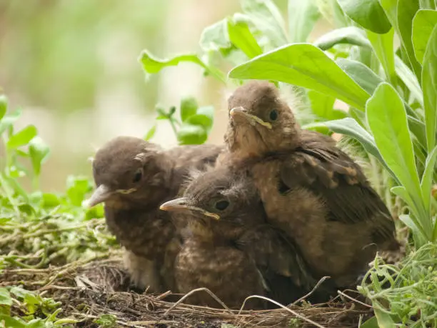 Blackbird nest with mother and nestlings - about 12 days old
