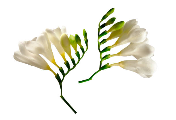 istock Minimalistic composition with tender spring time freesia flower on bright background. 1214039362