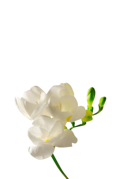 istock Minimalistic composition with tender spring time freesia flower on bright background. 1214039370