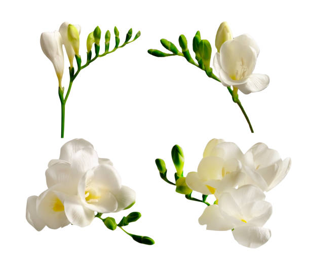 Minimalistic composition with tender spring time freesia flower on bright background.