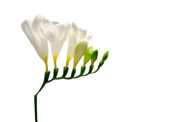 istock Minimalistic composition with tender spring time freesia flower on bright background. 1214039416