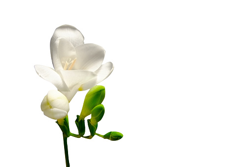 Delicate white freesia flowering over isolated background as spring holiday season symbol concept. Close up shot of fresh flowers with a lot of copy space for text. Minimalistic background.