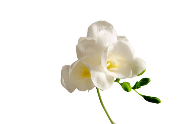 istock Minimalistic composition with tender spring time freesia flower on bright background. 1214039585