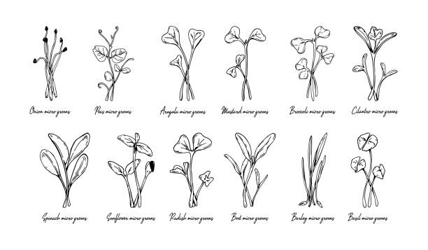 illustrations, cliparts, dessins animés et icônes de ensemble de micro-verts dessinés à la main, y compris le tournesol, le radis, la betterave, l’orge, la coriandre, les épinards, l’oignon, les pois, la roquette, la moutarde, le brocoli, le basilic. illustration de vecteur dans le modèle d’esquiss - plant spinach