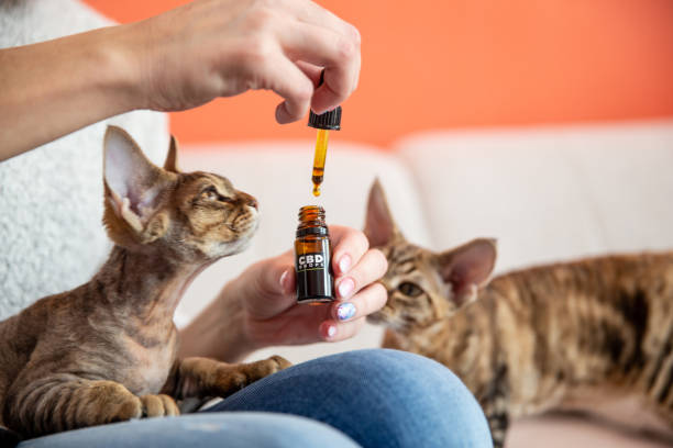 la proprietaria di animali domestici femminile che dà al suo gatto gocce di olio di cbd come terapia alternativa - alternative therapy immagine foto e immagini stock