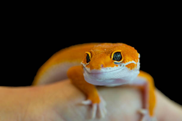 istock Leopard gecko lizard, close up macro. Cute Leopard gecko portrait (Eublepharis macularius). 1214040600