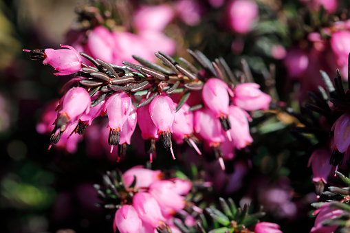 Close up photo of the bell-shaped pink flowers on bell heather (Erica cinerea).