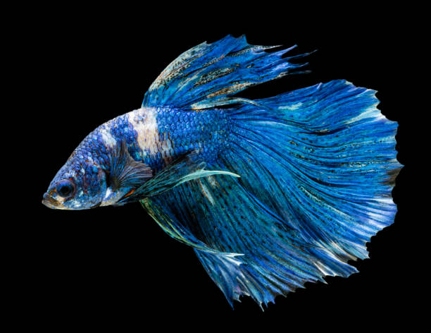 istock Beautiful betta splendens half moon siamese betta fish on black background. 1214041058