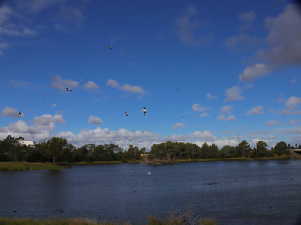 istock Birds flocking in a Park lake in Broadmeadows Melbourne 1214041938